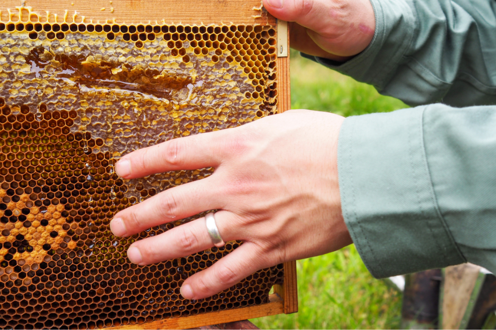 ハチミツが溢れる蜂の巣