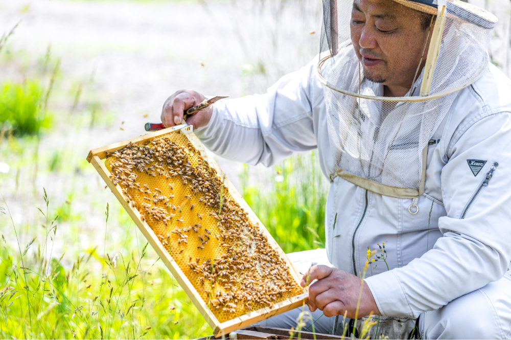 蜂の巣箱を確認する様子